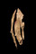 Bloc de silex reconstitué à partir des éclats retrouvés sur la fouille de Calleville (Eure), 2002.  Ils permettent de retrouver les gestes successifs de l'artisan préhistorique et les techniques qu'il a utilisées. 