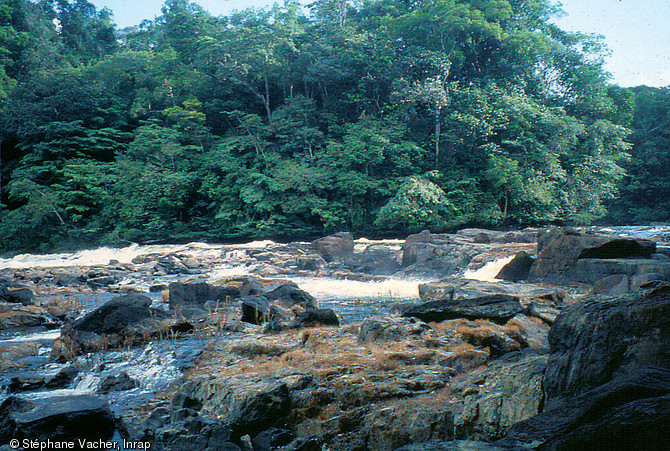 Saut Kawene, situé dans la région du bassin du Sinnamary (Guyane).  Des prospections et des fouilles eurent lieux dans le cadre de l'opération de  Petit Saut  qui s'est déroulée entre 1991 et 1996.    