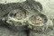 Moules de cloches en argile retrouvés in situ, dans leur fosse de fabrication (XIe-XIIe s.), Troyes (Aube), 2004-2005.  Une église abbatiale et cémétériale préromane érigée au Xe s. est agrandie au XIe s. : la nef est alors refaite et abrite une fosse de fabrication de moules à cloche. La taille et la composition des cloches ont pu être étudiées : une  archéologie du son  peut dès lors être envisagée. 