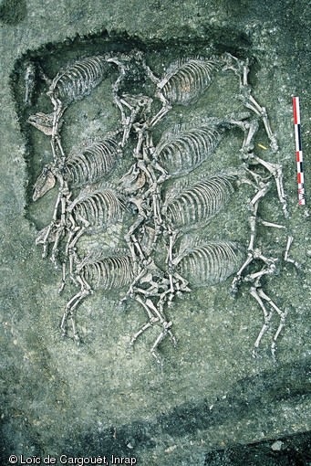 Une fosse contenant 8 chevaux datant de la fin de la période gauloise découverte à Orcet (Puy-De-Dôme) en 2002      Les corps, déposés principalement sur le flanc droit, la tête tournée le plus souvent en direction du sud, sont juxtaposés en deux rangées de quatre. 