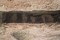 Détail des traces de poteaux maintenus dans la tranchée de palissade du Néolithique moyen mise au jour lors des fouilles effectuées sur la commune de Monéteau (Yonne) en 1999. 