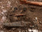 Mobilier en bronze mis au jour dans une sépulture de la nécropole  du Petit Moulin  (Yonne) datée du Bronze moyen/Bronze final et fouillée en 2004.  Une partie de ce mobilier est ici identifiable avec au premier plan une lame de poignard et à l'arrière plan une épingle, une pince à épiler et deux bracelets.  