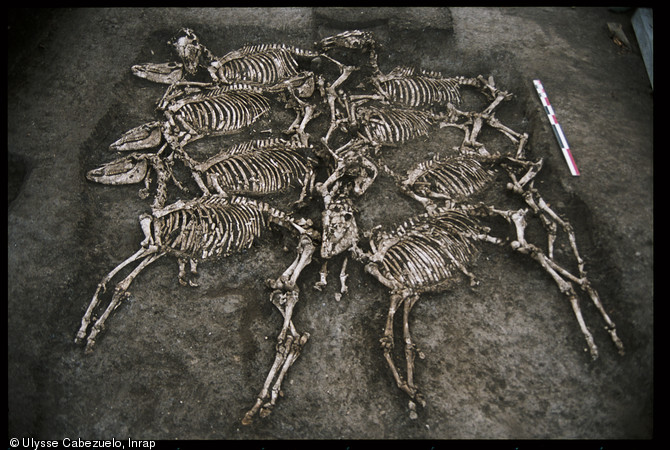 Fosse datée du Ier siècle avant notre ère, dans laquelle les squelettes de huit chevaux et de huit hommes ont été retrouvés, fouillée en février 2002 au pied de l'oppidum de Gondole sur la commune de Cendre (Auvergne).  Sur cette photo, les dépouilles des cavaliers ont été déjà prélevées.   