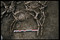 Détail d'un des huit chevaux gaulois mis au jour en 2002 dans une sépulture au pied de l'oppidum de Gondole sur la commune de Cendre (Auvergne) et datée du Ier siècle avant notre ère.  Les dépouilles de huit hommes, interprétés comme des cavaliers, ont été retrouvées dans cette même fosse.  