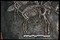 Détail d'un des huit chevaux gaulois mis au jour en 2002 dans une sépulture au pied de l'oppidum de Gondole sur la commune de Cendre (Auvergne) et datée du Ier siècle avant notre ère.  Les dépouilles de huit hommes, interprétés comme des cavaliers, ont été retrouvées dans cette même fosse. 