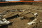 Tumulus mis au jour à Courcelles (Loiret) en 2006 et daté du début du Bronze final (vers 1300 avant notre ère).  Le cercle de pierres constitue la base du tumulus qui recouvrait la sépulture. Six tumuli semblables à celui-ci s'organisent autour d'un grand tumulus central. 