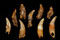 Canines et incisives de carnivores (loup, lynx et chien) perforées, découvertes dans une sépulture collective datée du Néolithique moyen, à Thonon-les-Bains (Haute-Savoie), 2004. 