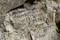 Inscription retrouvée dans la grotte souterraine de Naours (Somme) laissée par des soldats de la Grande Guerre, 2016.  L'inscription qui fait référence à Primrose Day en date du 19 avril 1916 qui célèbre la mort de l’ancien Premier ministre britannique Benjamin Disraeli. La reine Victoria fera déposer sur sa tombe des primevères, ses fleurs préférées.  