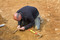 Archéologue dégageant une concentration de silex taillés sur le site du Paléolithique moyen récent (entre 110 000 et 70 000 ans) à Tigery (Essonne), 2016
