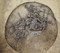 Vue générale de la fosse 124 sur le site néolithique d'Achenheim (Bas-Rhin), 2016. Cette fosse est un vaste silo de près de 2,5 m de diamètre. Six individus (cinq adultes masculins et un adolescent) y gisent, sur le dos, le ventre ou le côté. Leurs positions laissent supposer qu'ils ont été abandonnés. Tous présentent de nombreuses fractures. Ce dépôt de cadavres est constitué en un temps, et évoque une même tuerie, un même conflit.