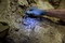 Dégagement d'une mâchoire de cheval prise dans une brèche de calcite fouillée dans la  salle de théâtre  (secteur aurignacien) de la grotte préhistorique du Mas-d'Azil ( Ariège), 2015.