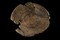 Plat en bois d'érable, XIe siècle, découvert à Pineuilh (Gironde)