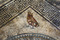 Représentation d'une chouette dans l'angle du décor central du pavement mosaïqué du Ier siècle avant notre ère découvert à Uzès ( Gard), 2017.
