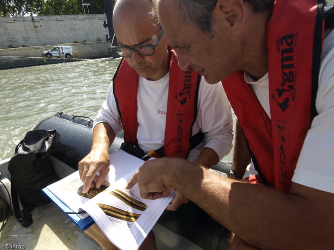 Deux plongeurs vérifient les anomalies remarquées sur des enregistrements effectués à l’aide d’un sonar latéral sur le Rhône