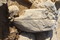 Détail de la tombe à inhumation entourée de dalles, de la fin de l'âge du Bronze, mise au jour à Massongy (Haute-Savoie). Le squelette est celui d'une femme qui portait autour du cou un collier d'ambre. La stèle gravée de signalisation de la sépulture s'est effondrée sur le squelette.  