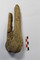 Détail de l'amputation d'un pied droit : extrémité distale du tibia et de la fibula. Le squelette de cet individu a été mis au jour dans une sépulture de l'époque carolingienne (VIIIe-IXe siècle) dans le chœur de l'église Sainte-Benoite de Lerzy (Aisne)