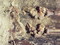 Détail d'une sépulture datant du XVIIIe siècle mis au jour dans le chœur de l'église Sainte-Benoite de Lerzy (Aisne). Les pieds, présentant des traces de matière organique sur les phalanges, se sont affaissés en antérieure mais les voutes plantaires ont été maintenus. Ces indices témoignent en faveur de chaussures basses.