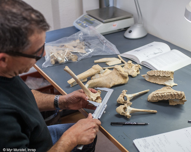  NOS AMIES LES BÊTES  Les archéozoologues sont les spécialistes de l’étude des restes d’animaux. Leurs méthodes de travail sont issues de disciplines proches comme la zoologie, la paléontologie et la médecine vétérinaire. 
