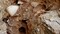 Mobilier massaliète (IVe siècle avant notre ère) découvert dans une fosse mise au jour à Marseille (Bouches-du-Rhône) en 2021. Cette fosse a été utilisée pour rejeter des résidus d'un atelier de potiers qui devait se situer à proximité. 