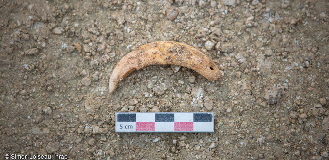 Canine d'un animal perforée correspondant à un élément de collier porté par un défunt, découvert dans la chambre funéraire de l'hypogée du Néolithique de Saint-Memmie (Marne) en 2019. 