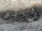 Squelette de vache déposé au fond du fossé du Bronze ancien découvert sous un comblement de blocs de pierre à Saint-Geniès-de-Fontedit (Hérault) en 2022. Les côtes ont été sectionnées et écartées pour permettent le prélèvement de certains organes internes , deux des pattes ont été arrachées et les cornes coupées. Trois crânes de bovins, probablement exposés avant leur enfouissement, accompagnaient ce dépôt qui reste sans équivalent. 