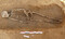 Squelette mis au jour dans la nécropole de l'âge du Fer à Blainville-sur-Orne (Calvados) en 2021. Le défunt est paré d'un torque autour du cou et de deux anneaux de cheville. 