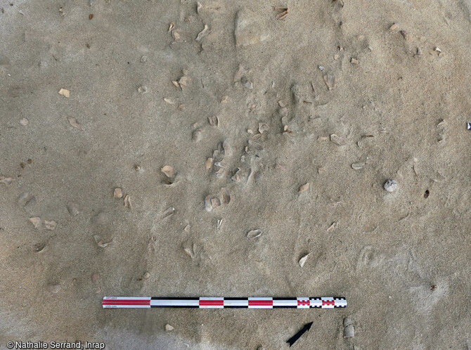 Valves d’arches Arca zebra rejetées après consommation, niveau précéramique / mésoindien ancien (us 1017), fouillées à Saint-Barthélemy (Guadeloupe), 2022.
