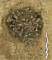 Restes humains concassés de 4 adultes minimum déposés dans la fosse 315 du sanctuaire gaulois de Saint-Just-en-Chaussée (Oise). Plusieurs ossements portent des traces de coup et découpe. La date du décès de ces individus se situe entre le début du 2e et la fin du 1er siècle av. notre ère. 