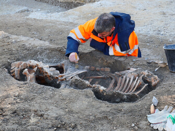 Fouille d'une sépulture de cheval probablement datée du Moyen-Âge ou de l'époque Moderne (16e-18e s.) mise au jour à Reims (Marne) en 2023. Un site monumental antique des IIe-IIIe siècles y a été découvert.