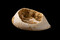Coquille de cyprée (Cyprea sp, 3,75x2,35 mm) présentant une large ouverture dorsale du Magdalénien moyen récent, découvert lors des fouilles du site de Bellegarde (Gard). Coquillage marin utilisé comme élément de parure. 