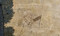 Nécropole de l'âge du Fer, vue du ciel à Pleumeleuc (Ille-et-Vilaine). De forme rectangulaire, elle mesure environ 22 x 15 m. Entourée d'une palissade dont il ne reste que les fosses d'ancrage, elle abrite une vingtaine d'incinérations, phénomène rarement observé en Bretagne. Au milieu, une grande fosse rectangulaire présente tous les stigmates du feu.  