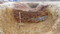 Fosse d'extraction mise au jour en 2020 à Beaupréau-en-Mauges (Maine-et-Loire) sur le site de l'atelier de tuileries médiévales, datant probablement du XIIe siècle. Elle est comblée par des tuiles creuses et des fragments de voûte de four à empreintes de pots. 