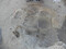 Vue générale d'une fosse monumentale du Néolithique final en cours de fouille à Béziers (Hérault) en 2023. Ces fosses ont pu servir d'abri ou d'espaces de stockage et de conservation de denrées alimentaires avant d'être réemployées comme dépotoirs. Un important lot de céramique et de faune y a été découverts. 