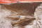 Coupe stratigraphique de la fosse d'extraction dégagée au sud-ouest de l'emprise de la fouille de l'établissement antique de Sainte-Catherine (Pas-de-Calais). Elle date de la première phase d'occupation, début du 1er siècle avant notre ère. La flèche bleue pointe de la chaux découverte au centre du comblement. 
