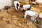 Dégagement des chevaux déposés dans une fosse datant de 100 avant notre ère à 100 de notre ère à Villedieu-sur-Indre (Indre). Les observations archéologiques révèlent qu'il s'agit de petits chevaux, d'1m 20 de hauteur au garrot, caractéristique du cheptel gaulois. Tous sont des mâles et des adultes de plus de 4 ans.        @font-face 	{ 	panose-1:2 11 6 4 2 2 2 2 2 4;}@font-face 	{ Cambria Math ; 	panose-1:2 4 5 3 5 4 6 3 2 4;}p.MsoNormal, li.MsoNormal, div.MsoNormal 	{ 	mso-style-parent:  ; 	margin:0cm; 	margin-bottom:.0001pt