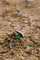 Silex taillés. Fouille du site mésolithique (8200-7500 avant notre ère) rue Farman à Paris, 2008.  Les silex taillés mis au jour correspondent pour la plupart à des déchets de fabrication d'armatures de flèches microlithiques.