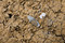 Silex taillés. Fouille du site mésolithique (8200-7500 avant notre ère) rue Farman à Paris, 2008.  Les silex taillés mis au jour correspondent pour la plupart à des déchets de fabrication d'armatures de flèches microlithiques.