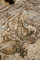Mosaïque du Ve s. appartenant au groupe épiscopal paléochrétien, fouille de l'esplanade de la Major à Marseille, 2008.   Ce détail montre deux paons affrontés de part et d'autre d'une fleur. 