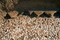 Pavement romain du Ier s. avant notre ère. Fouille de l'Hôtel-Dieu à Marseille, 2010.  Ces sols, utilisés jusqu'au XIXe s., sont constitués de grosses tesselles irrégulières de pierres blanches, noires, jaunes et rouges (opus de style délien) et faisaient peut-être partie d’un habitat privilégié dominant le port.