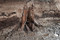 Souche d’arbre médiévale (tronc et racines) dans un niveau de tourbe, fouille du site de l'Hôtel du Département à Troyes (Aube), 2010.  Les niveaux de tourbe présents sur le site ont permis la bonne conservation de nombreux éléments organiques. 