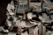 Bas-relief du pavillon soviétique présenté à Paris en 1937 à l'occasion de l'exposition internationale des Arts et Techniques de la Vie moderne, glacière du château de Baillet-en-France (Val-d'Oise), 2009.  Œuvres de Joseph Tchaïkov, ces reliefs représentent fileuses, tankistes, musiciens, enfant… 