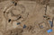 Vue aérienne montrant à gauche trois fana circulaires successifs (12 m de diamètre), et en bas à droite un petit fanum carré (7 m de côté), IIe s. de notre ère, Neuville-sur-Sarthe (Sarthe), 2010.  Par leur forme et leur orientation (leurs entrées sont situées au nord), ces fana circulaires constituent une découverte exceptionnelle en Gaule. Associé à un petit temple rectangulaire, peut-être plus ancien, l'entrée de ce temple était mise en valeur par une pergola de 50 m de long.