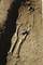 Sépulture mérovingienne de la nécropole de Norroy-le-Veneur (Moselle), VIe-VIIe s., 2005.  Le défunt est ici inhumé en pleine terre, certainement dans un coffrage de bois, avec un vase dit  biconique . 