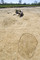 Dégagement d'une fosse de l'âge du Bronze à Bédée (Ille-et-Vilaine), 2011.  Les formes plus sombres délimitées au sol correspondent à des structures archéologiques en creux comme des fosses ou des trous de poteaux. 