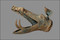 Tête de sanglier en bronze moulé avec une oreille. Interprété comme un pavillon de carnyx (trompette de guerre), il lui manque l'extrémité de la mâchoire supérieure et le boutoir.  Restauration Materia Viva