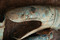 Pavillon du carnyx à tête de serpent dans la fosse dépotoir d'objets gaulois à Tintignac en Corrèze.  Cette portion de trompette de guerre est constituée de tôles en alliage cuivreux, rivetées entre elles.  Restauration Materia Viva