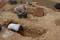 Deux sépultures primaires (inhumation en un seul temps) individuelles (un individu par tombe) en cours de fouille sur la nécropole des Boubards à Saint-Germain-du-Puy (Cher), 2011. 