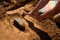 Dégagement d'une dent de mammouth sur le site paléolithique d'Havrincourt (Pas-de-Calais), 2011.  Quatre locii ont été mis au jour dans le niveau du Paléolithique supérieur, associant des vestiges d'industrie lithique à des restes animaux comme cette dent de mammouth. 