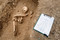 Enregistrement des restes osseux d'une sépulture du haut Moyen Âge, nécropole d'Allonnes (Eure-et-Loir), VIe-Xe siècles, 2011.