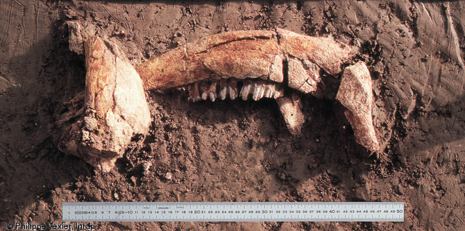 Mandibules d'aurochs mises au jour sur le campement mésolithique de Ruffey-sur-Seine (Jura), 1995.  Près de 40% des restes de faune récoltés et déterminés sont des ossements d'aurochs, fait assez inhabituel : les sites mésolithiques livrent dans l'ensemble des assemblages fauniques plus variés.  Photo publiée dans le numéro 28 de la revue de l'Inrap <a class= rte-link-ext  href= http://www.inrap.fr/archeologie-preventive/Recherche-scientifique/Archeopages/Les-numeros/28-29-30-HS02-2010/Numero-28/Dossier-Chasses/p-11757-Chasser-au-Mesolithique.-L-apport-des-sites-de-vallees-du-qu